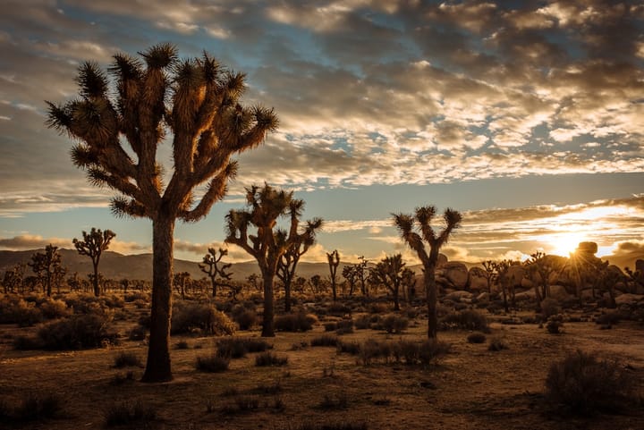 Morning Beat Travel: Joshua Tree National Park